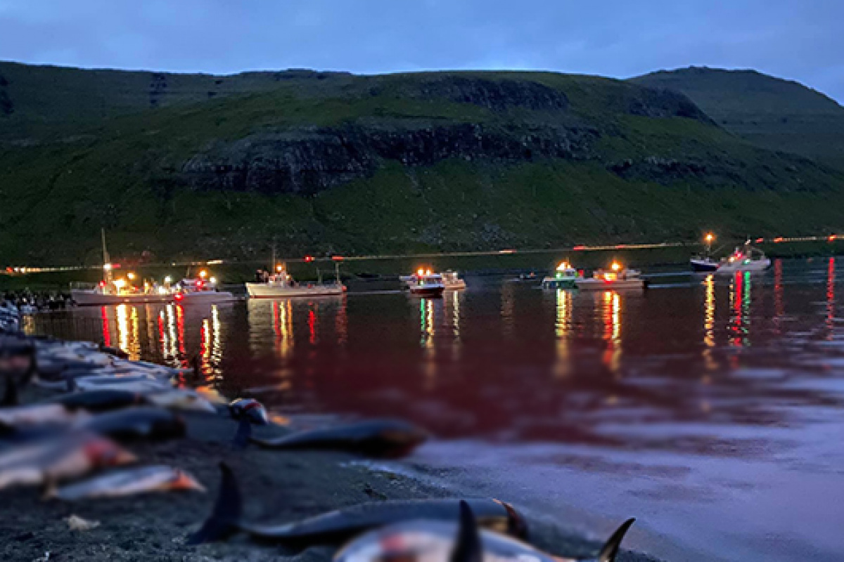Faroe Adaları&#039;ndaki &#039;festivalde&#039; bin 428 balina ve yunus öldürüldü