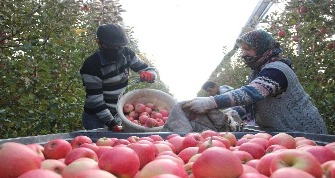 Karaman’da günlük 13 bin kişi elma toplamaya gidiyor