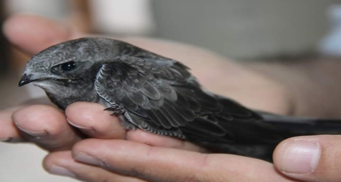 Ebabil kuşu emin ellerde