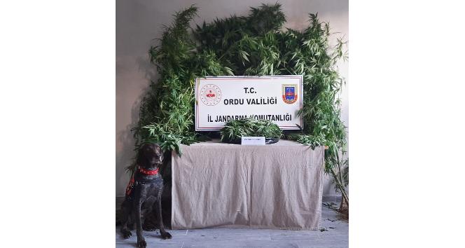 Ünye’de uyuşturucu operasyonu