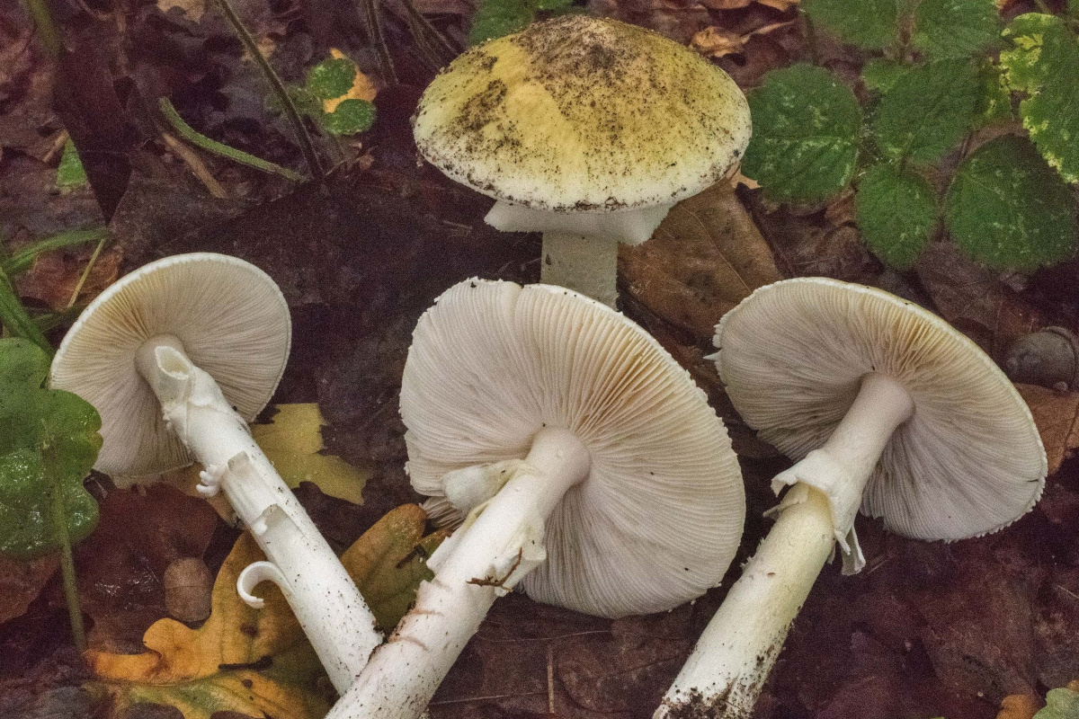 Doğu Karadeniz’de mantar zehirlenmelerinde dikkat çeken artış