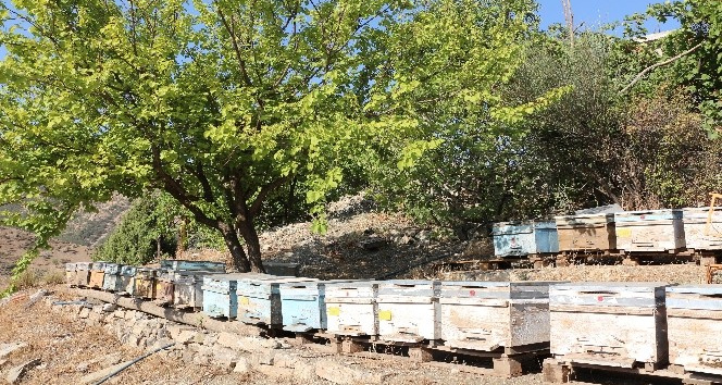 Şırnak’ta yılın son bal hasadı yapıldı