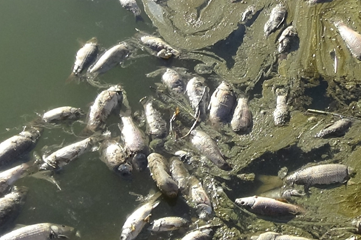Van’daki balık ölümlerinin nedeni ‘ötrofikasyon’