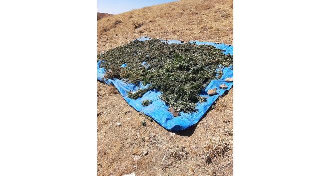 Bingöl’de kurutulmaya bırakılmış vaziyette 78 kilo kubar esrar ele geçirildi