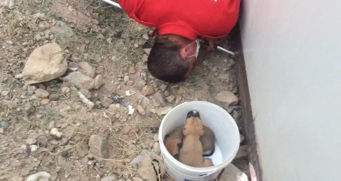 Konteyner altında mahsur kalan yavru köpekler kurtarıldı