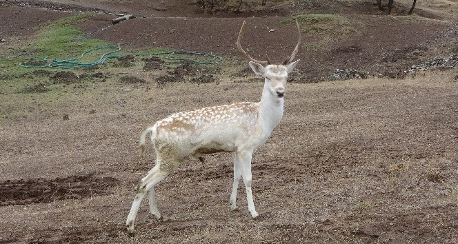 Sıklık tabiat parkına ala geyik salındı