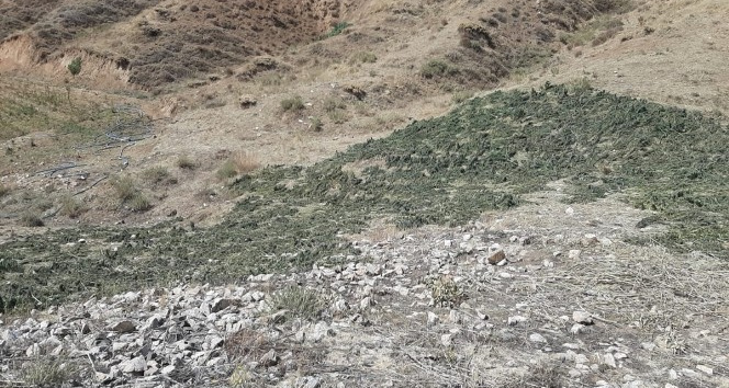 Bingöl’de kırsalda kurumaya bırakılmış 289 kilo kubar esrar ele geçirildi