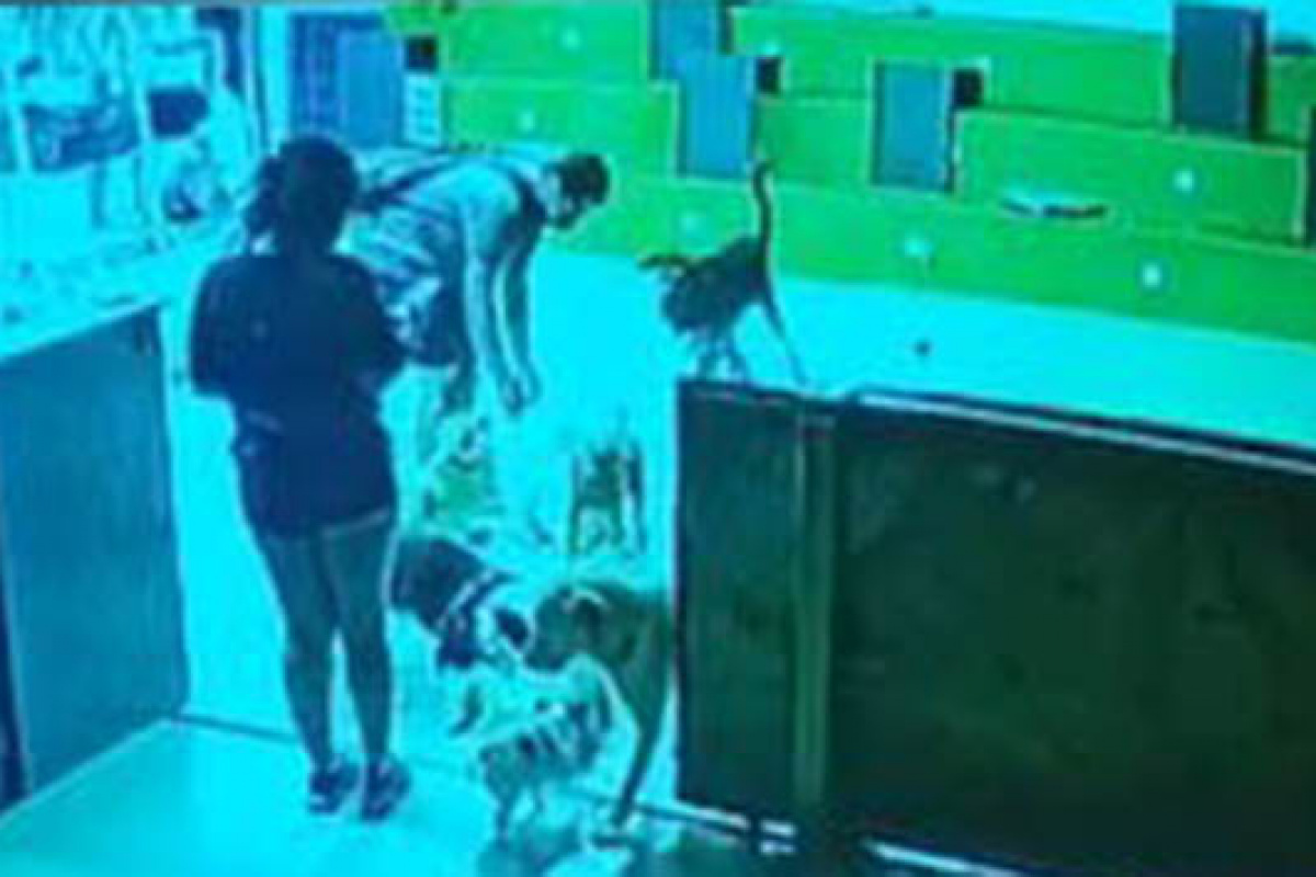 Köpek otelindeki ölüm savcılığa taşındı