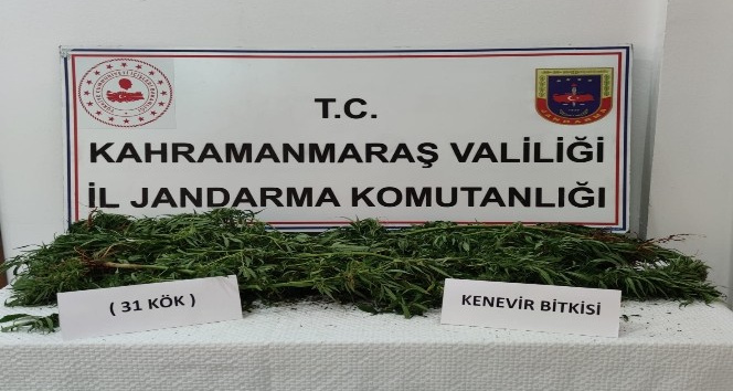 Evin bahçesinde 31 kök kenevir bitkisi ele geçirildi