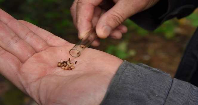 Artvin’de 50 bin ’Terminatör’ avcı böcek zararlı böceklerle mücadele kapsamında ormanlara bırakıldı