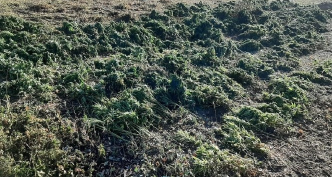 Bingöl’de 337 kilo uyuşturucu maddesi ele geçirildi