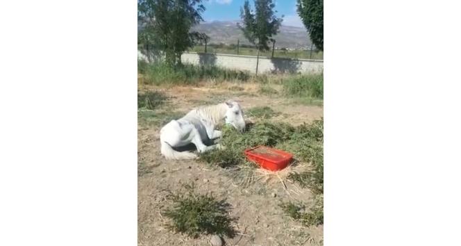 Bitkin halde bulunan at tedavi altına alındı