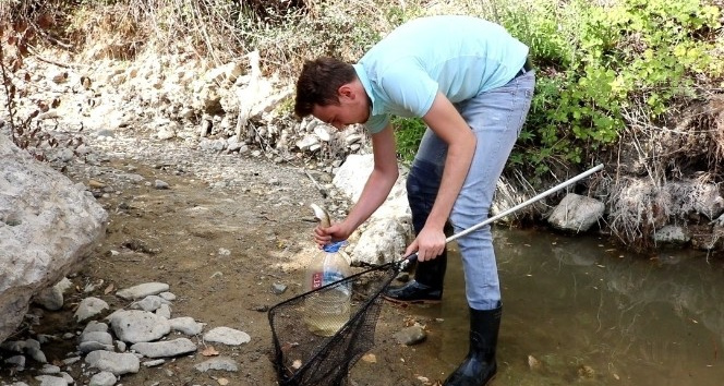 Suyu azalan çayda ölmek üzere olan 200 balığı başka çaya taşıdı