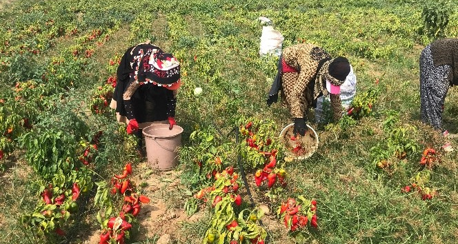 Yenice’de meşhur kapya biberi hasadı başladı