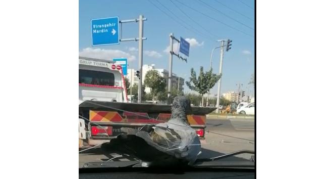 Otomobil sileceklerinde seyahat eden güvercin