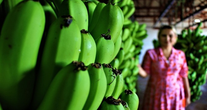 Türkiye’de yenen her iki muzdan biri Anamur’dan