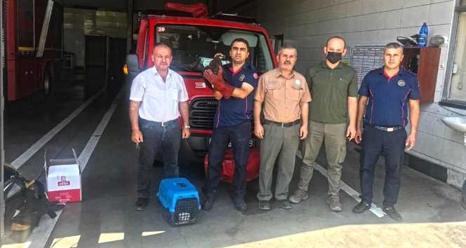 Yaralı bulunan kızıl şahin tedavi altına alındı