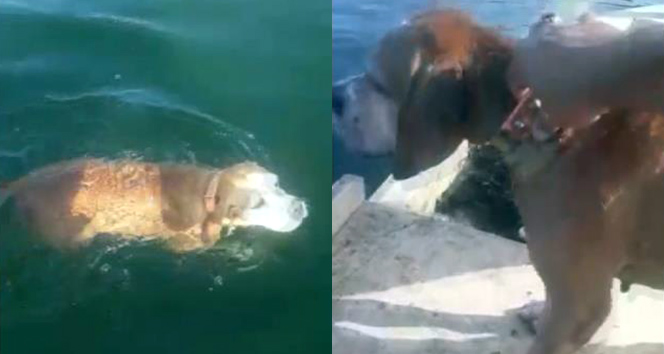 Denizde bunalmak gibi bulunan köpeği balıkçılar akıbet anda kurtardı