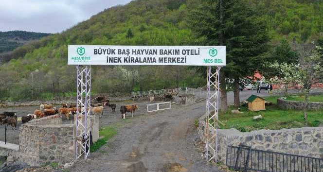 Ordu’da ‘Hayvan Oteli’ne büyük rağbet