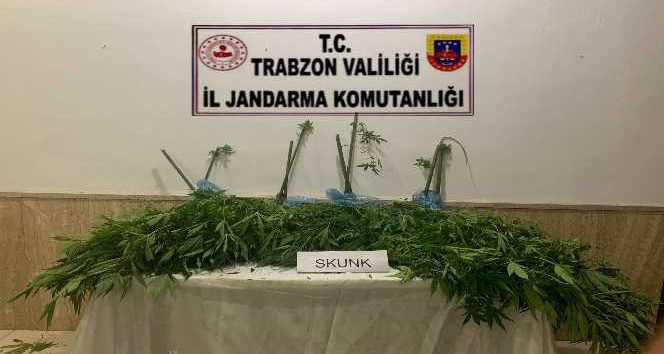 Trabzon’da jandarma ekiplerinin uyuşturucu ile mücadelesi hız kesmeden devam ediyor