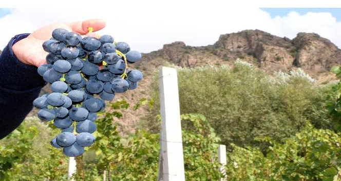 Karanlık dere üzümleri artık telli terbiye sistemiyle üretilecek