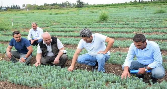 Geleceğin ağaçları yetiştiriliyor