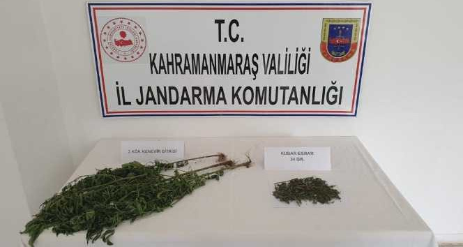 Evinin alt katını kenevir yetiştirmek için kullanan şüpheli yakalandı