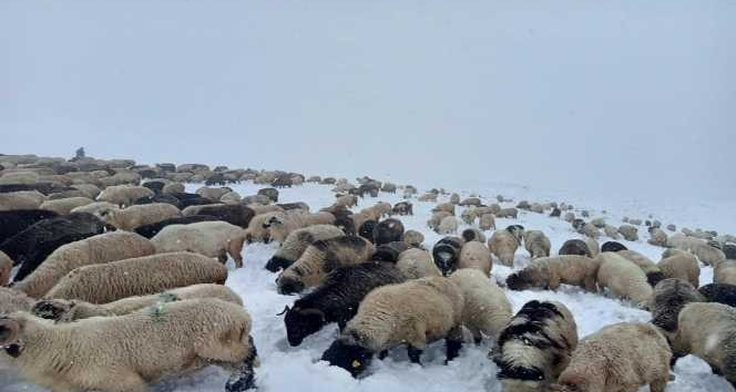 Doğu Karadeniz Yaylaları’nda erken görülen kar yağışı en çok onları etkiledi