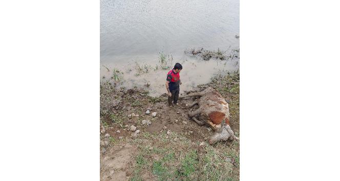 Bataklığa saplanan ineği itfaiye ekipleri kurtardı