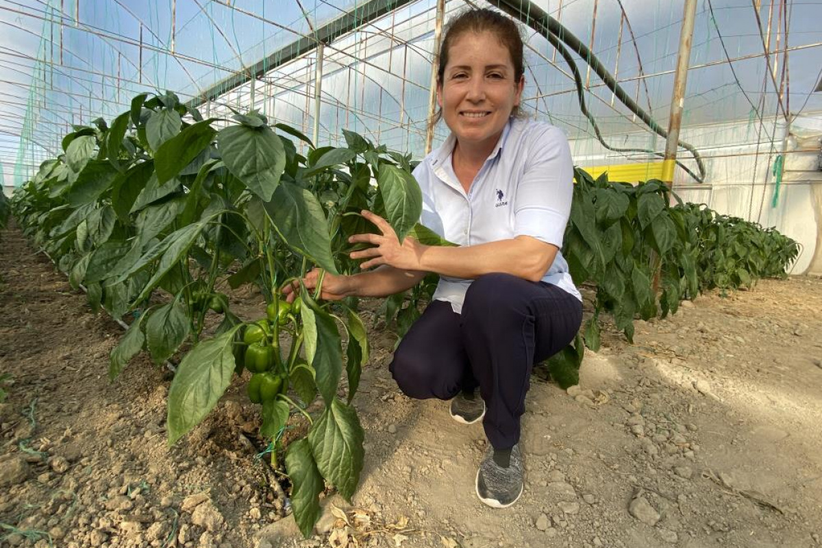 Antalya’dan çıkıyor, Balkan, Rusya ve Avrupa ülkelerine ihraç ediliyor