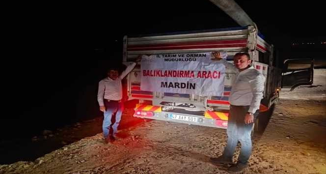 Mardin’de göletlere 918 bin yavru sazan balığı bırakıldı