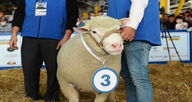 Bursa’da küçükbaş hayvanların katıldığı ’güzellik yarışması’ renkli anlara sahne oldu