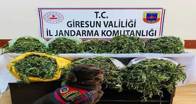 Giresun’da 26 kilogram kubar esrar yakalandı