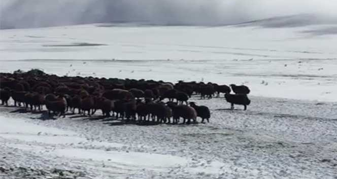 Ardahan’da kar ve tipide mahsur kalan yaylacılar ve koyun sürüsü kurtarıldı