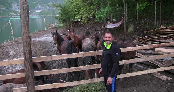 Artvin’de ölüme terk edilen atlara barınak bulunamayınca genç turizmci tesisini açtı