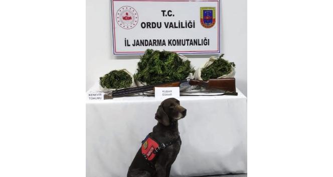 Ünye’de uyuşturucu operasyonu: 12 kilo kubar esrar ele geçirildi