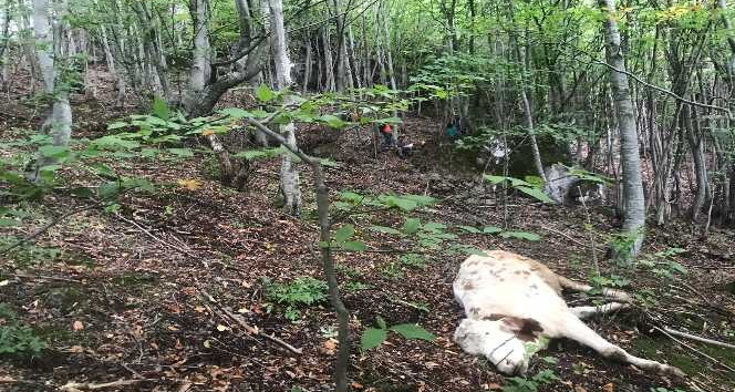 Ordu’da kayalıklardan düşen büyükbaş hayvanlar telef oldu