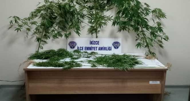 Devlet arazisine Hint keneviri dikti