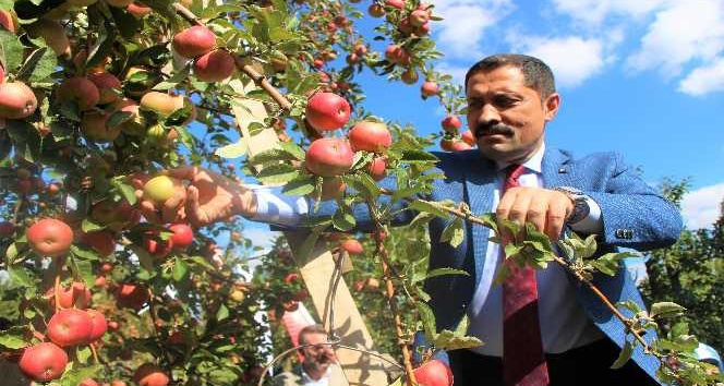2 bin yıldır yetiştirilen Amasya misket elmasının hasadı başladı