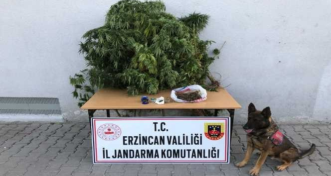 Erzincan’da bir miktar uyuşturucu ve kaçak sigara yapımında kullanılan malzemeler ele geçirildi