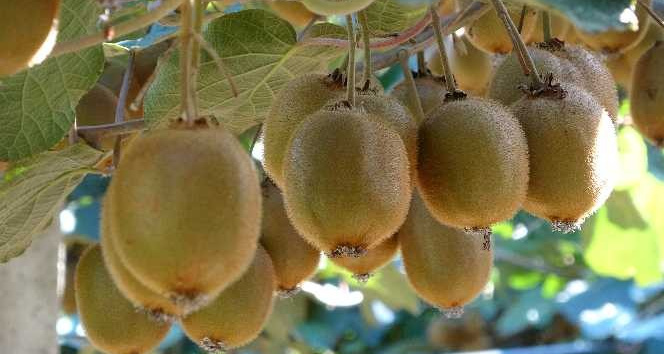 Ordu kivisinde ’erken hasat’ uyarısı