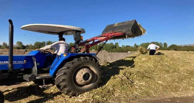 Güroymak’ta silajlık mısır hasadı devam ediyor