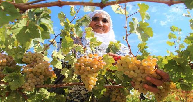Bingöl’de terörden temizlenen bölgeler çiftçinin yüzünü güldürüyor
