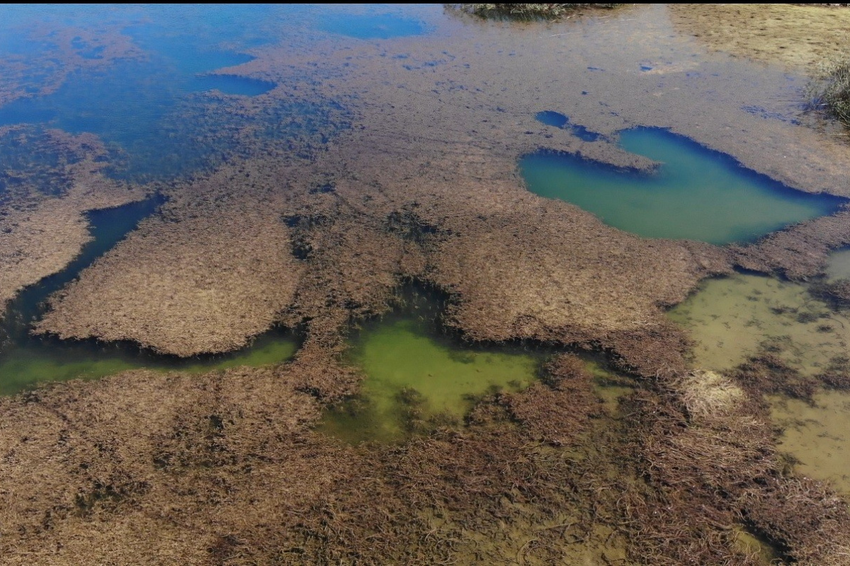 Pelitözü Göleti böyle gidersen yosundan görünmeyecek