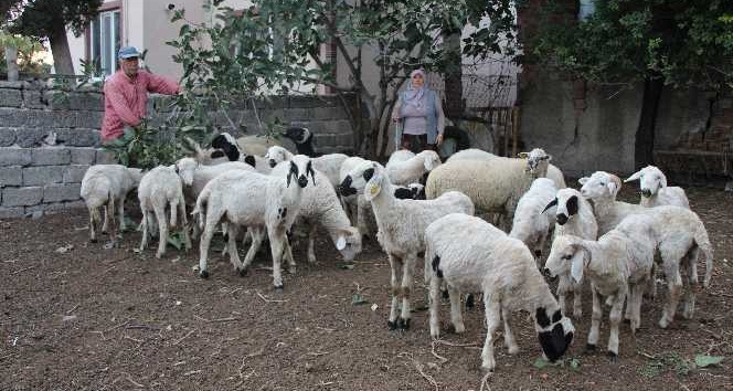 Emekli ikramiyesiyle aldığı 27 koyunu çalındı