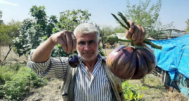 Bahçesinde yetiştirdiği 3 kiloluk patlıcan görenleri şaşırttı