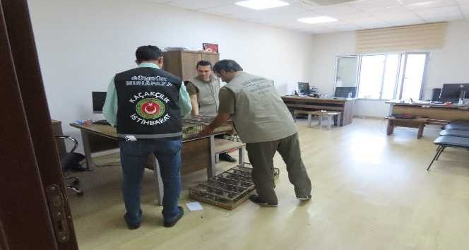 Saka kuşu kaçakçıları yakalandı