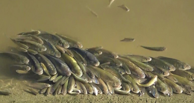 Yeşilırmakta üzen görüntüler: Balıklar hakeza çırpındı