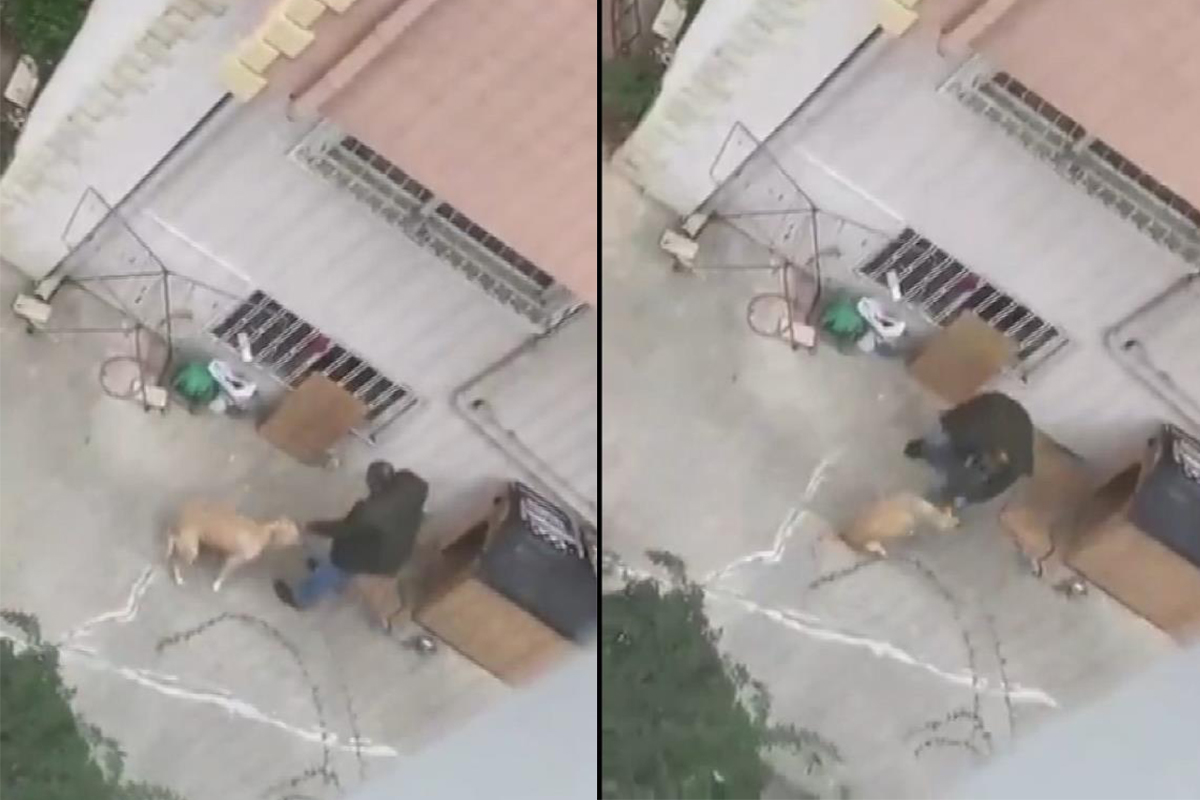 Maltepe'de doktorun köpeğine yumruklu şiddeti kamerada