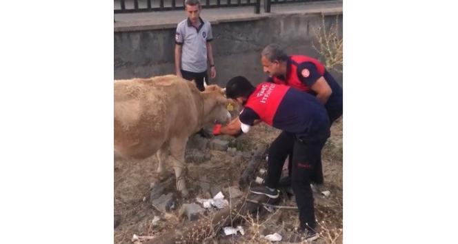 Tellere takılan inek itfaiye erleri tarafından kurtarıldı